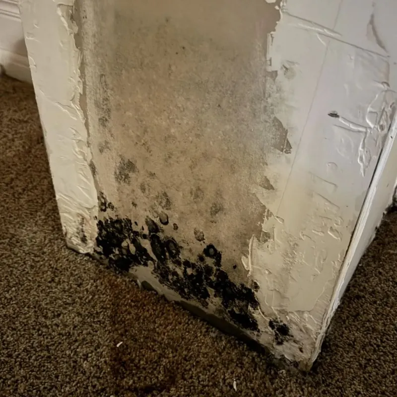 Professional Mold Removal in Sublette, KS